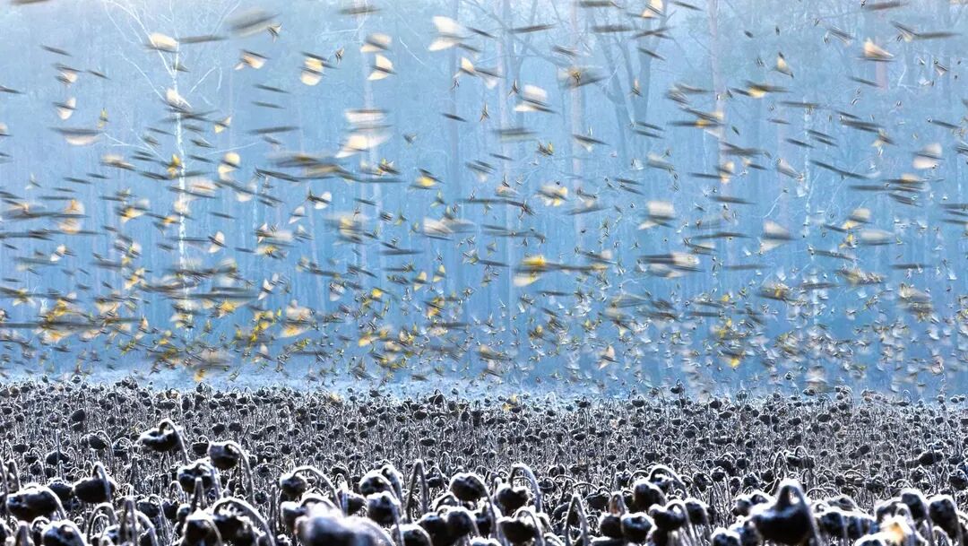 困狗 把肠丢进它的困狗食盆