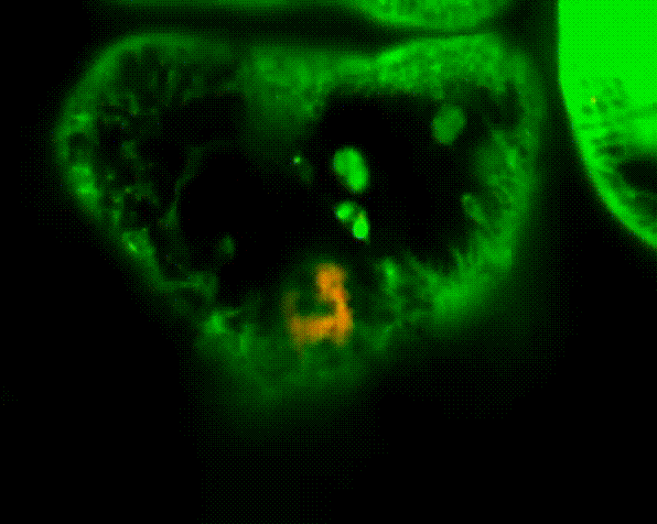 母子挑战赛海报