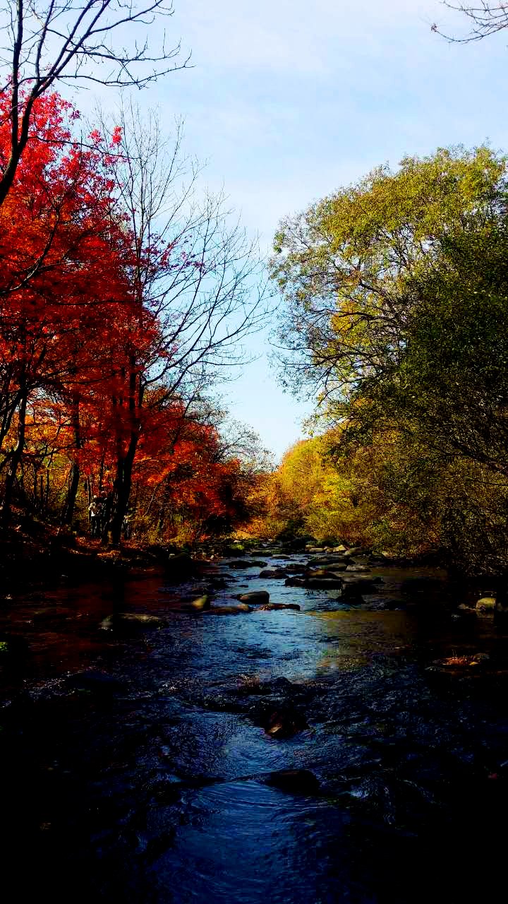 啄木鸟蕾丝边监狱