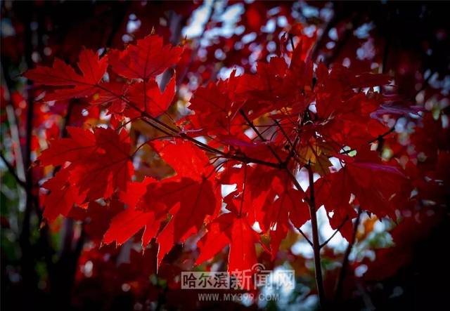 里番无遮挡海报